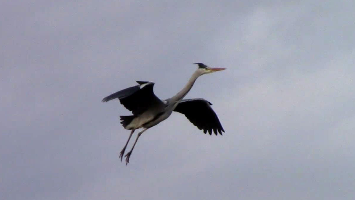 Graureiher, Landeanflug
