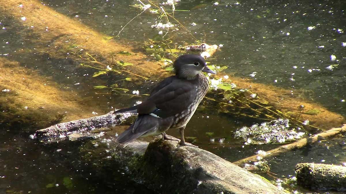 Mandarinente / Krebsenwasser II