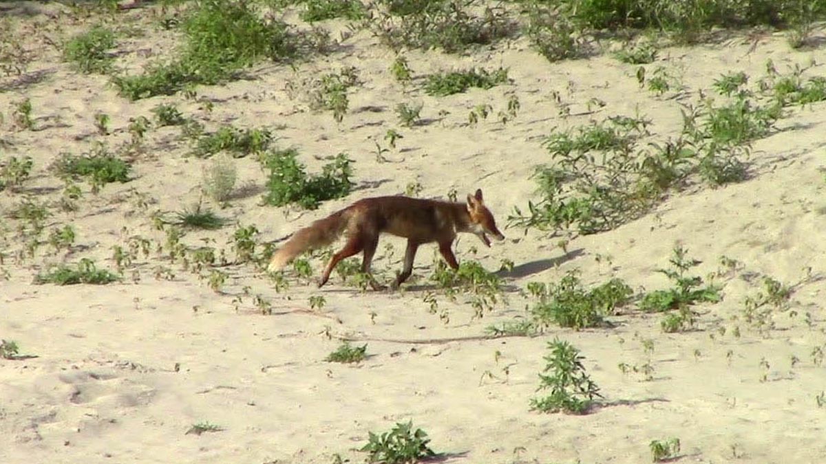 Rotfuchs / Schönauer Rundweg