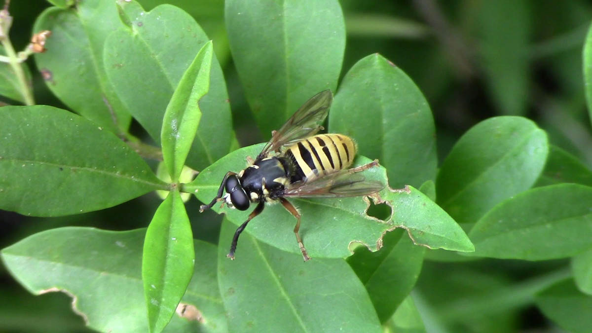 Gelbe Tigerschwebfliege / Krebsenwasser